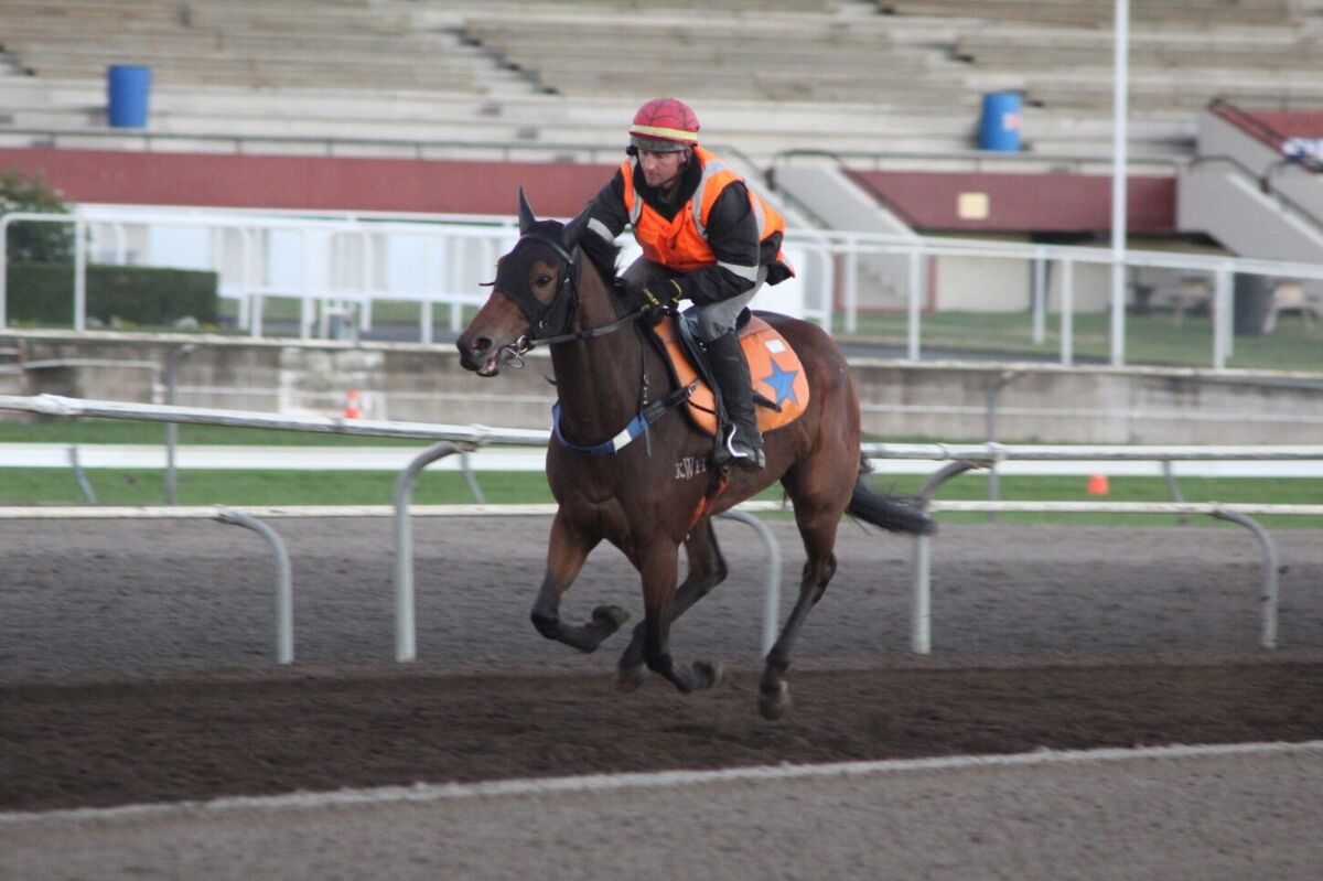 Te Akau Thursday Trackwork