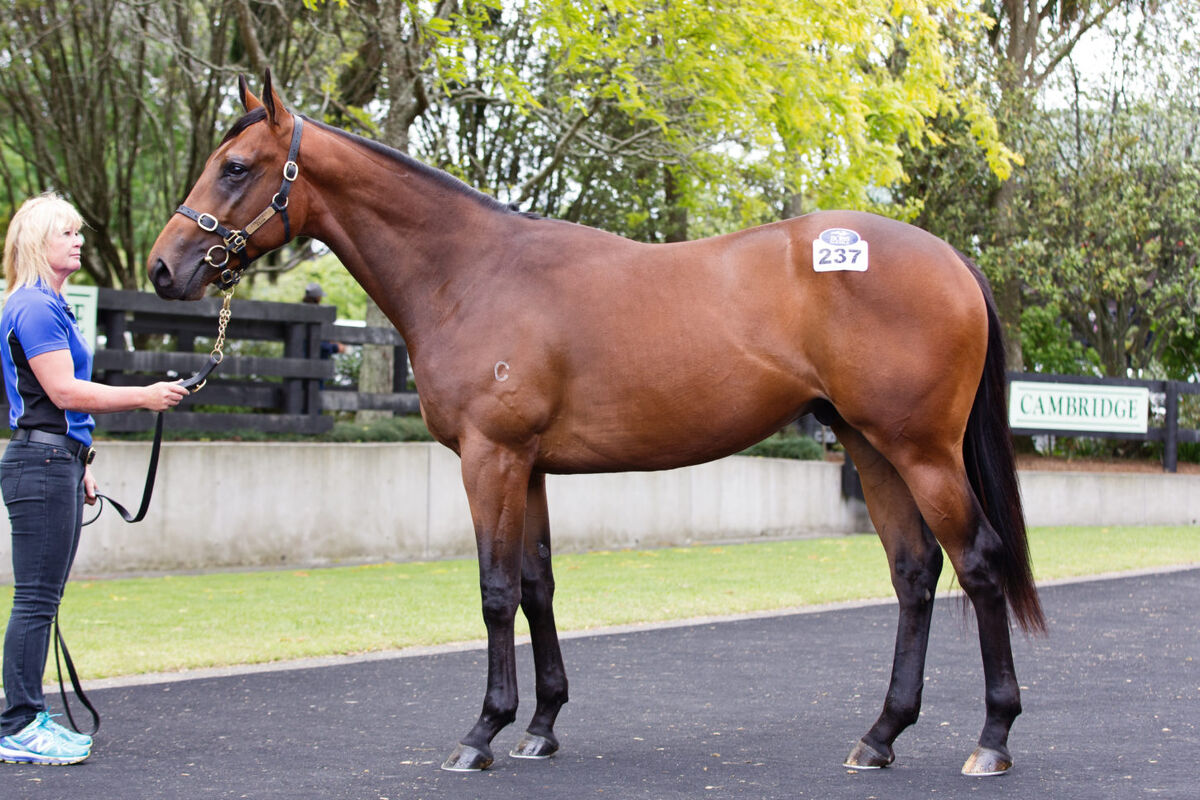 Te Akau's Ready to Run