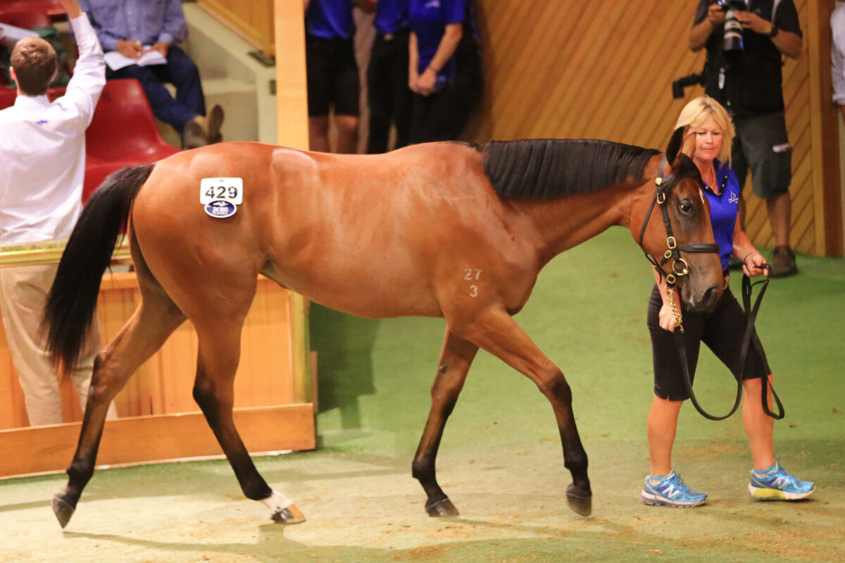 Te Akau 2015 Breeding Syndicate Update