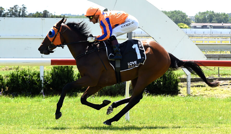 Fearless Fellini Flies Home
