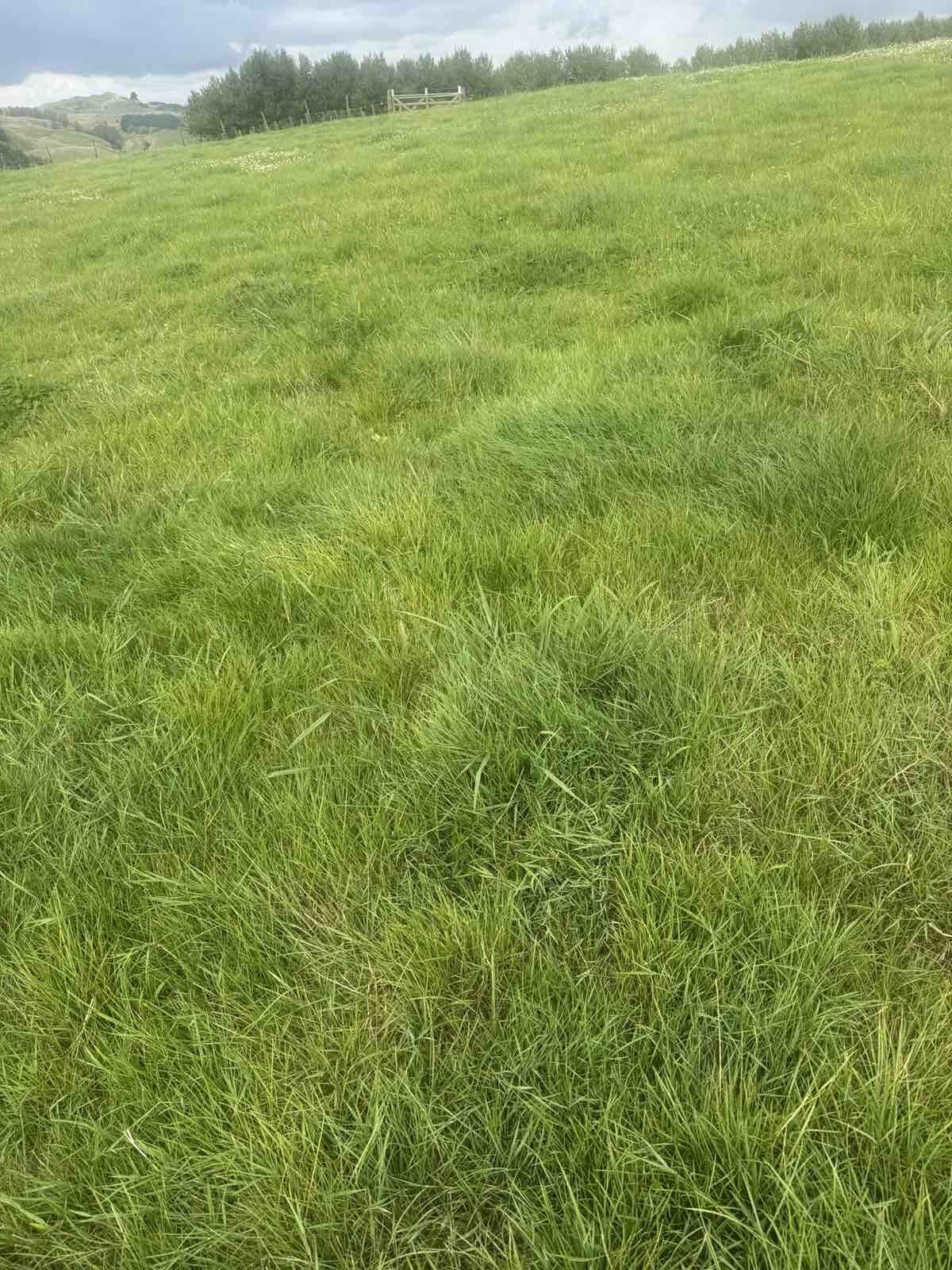 Te Akau Midweek Update
