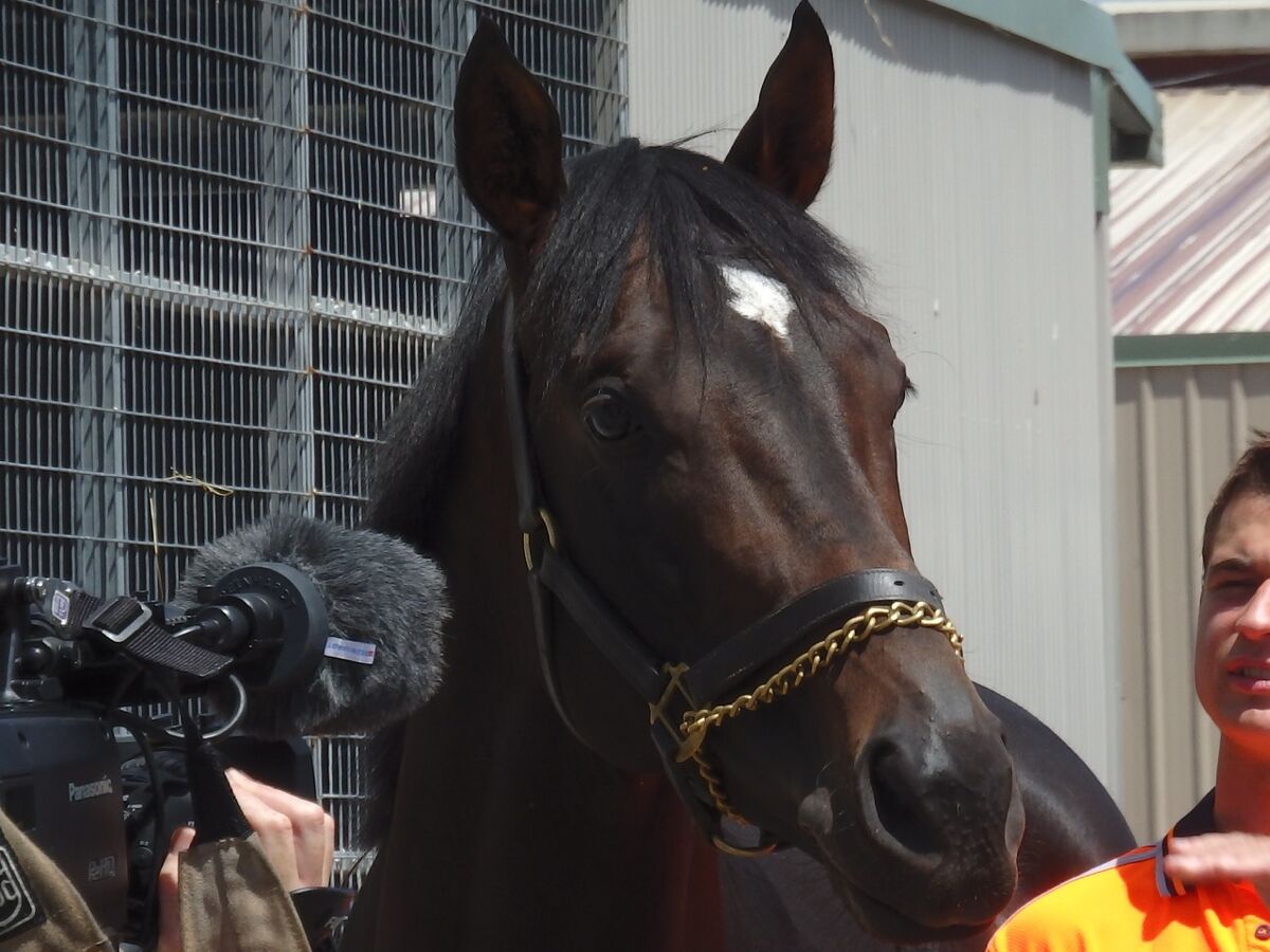 Glamour Colt to do Owners Proud