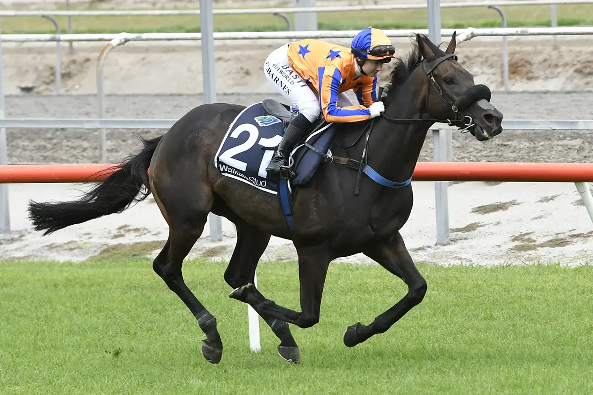 Te Akau horses on exhibition