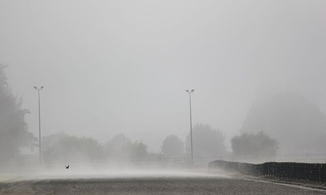 Te Akau Trans Tasman Tuesday Trackwork