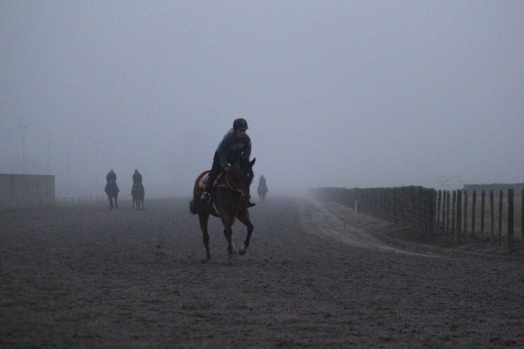 Te Akau NZ Saturday Trackwork