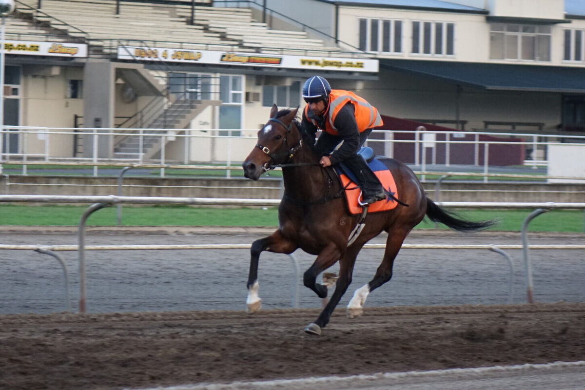 Te Akau Thursday Trackwork