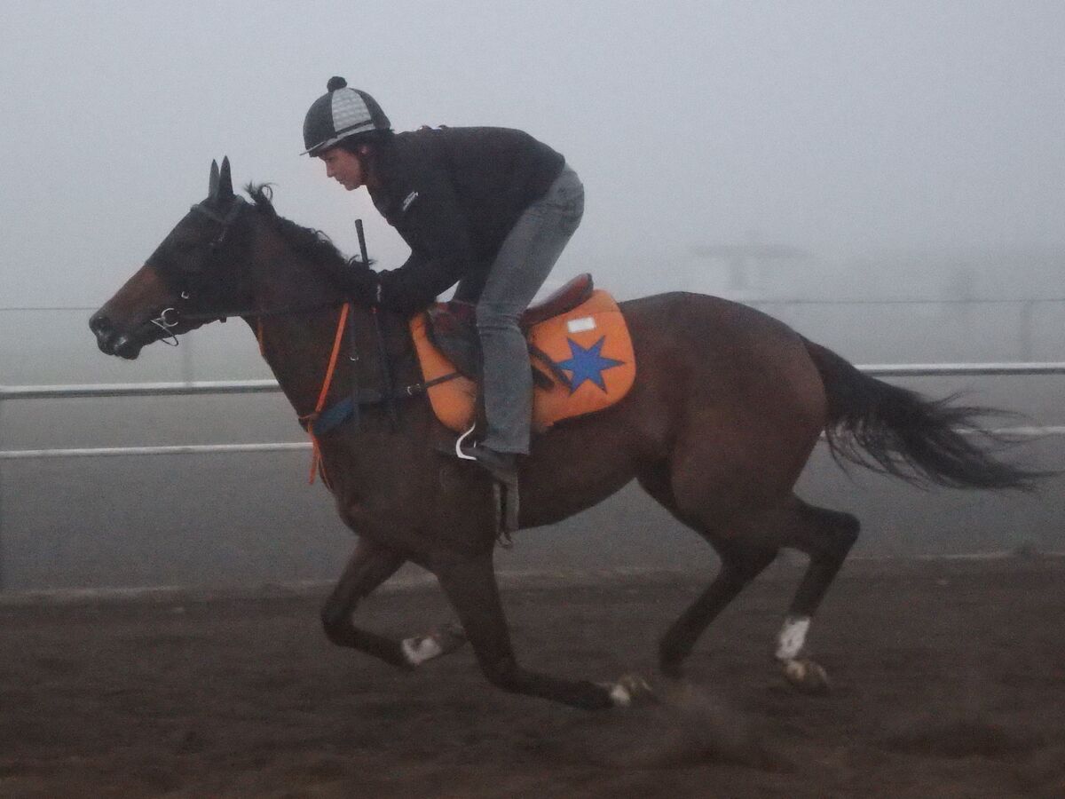 Te Akau Tuesday Trackwork