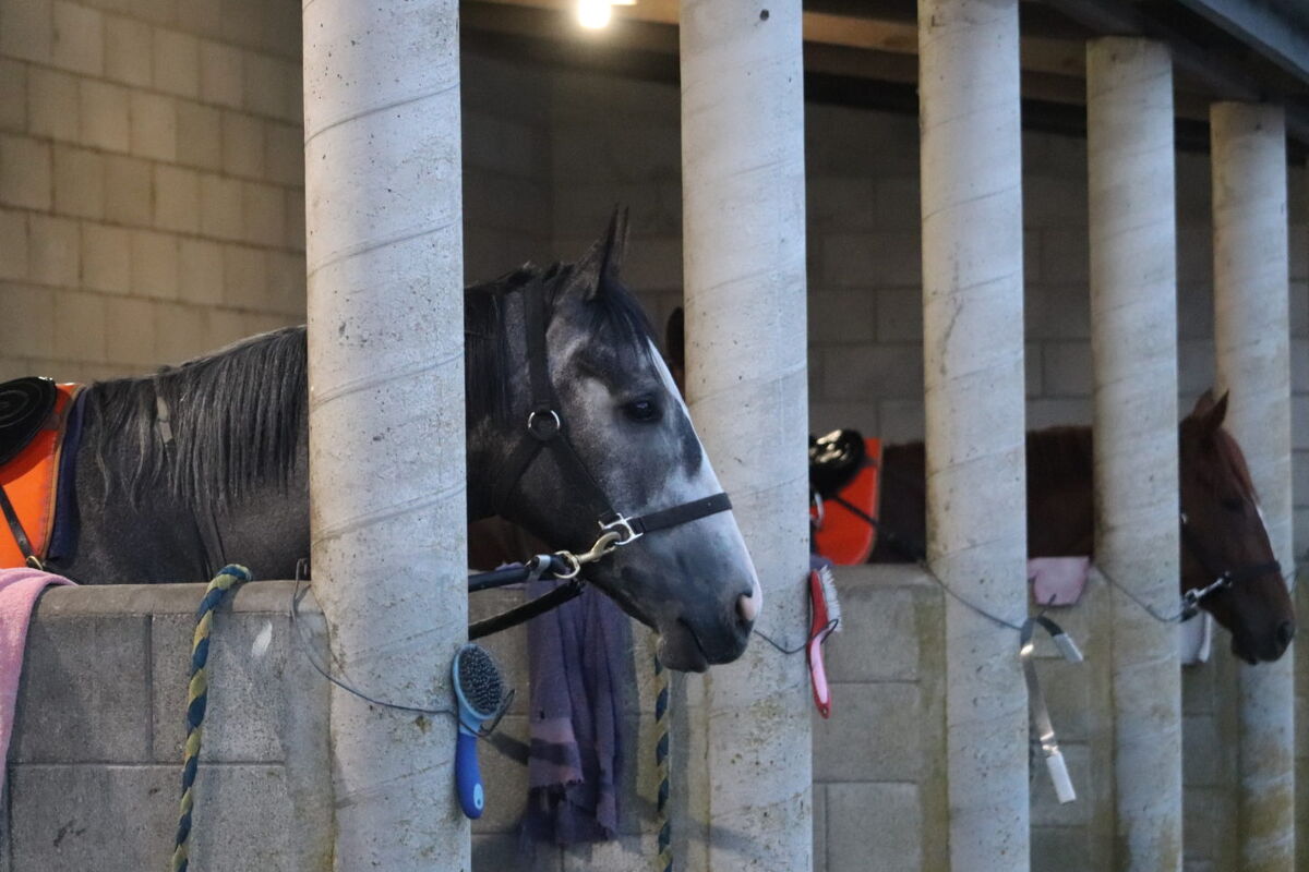 Te Akau Trans Tasman Thursday Trackwork