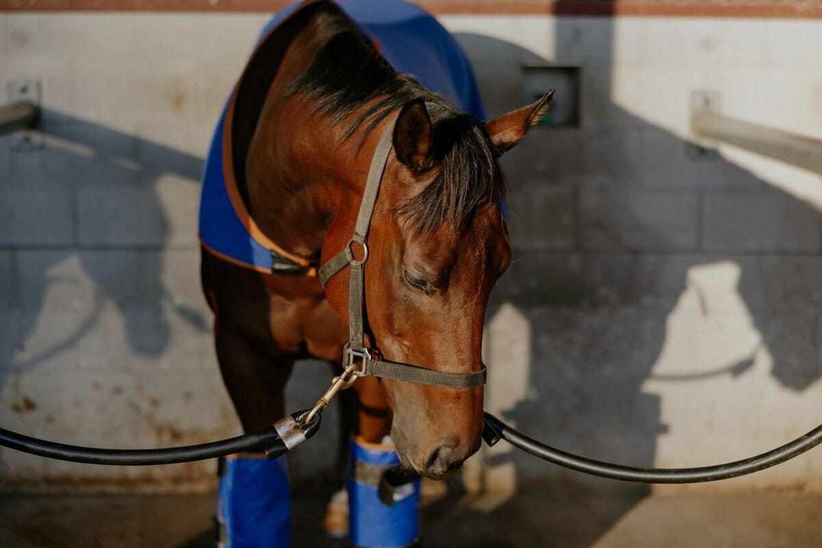 Te Akau Trans Tasman Thursday Trackwork