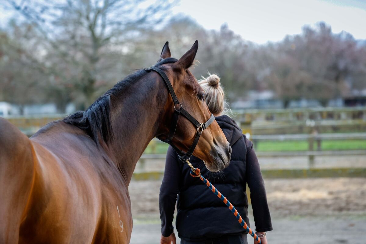 Te Akau Trans Tasman Weekend Trackwork