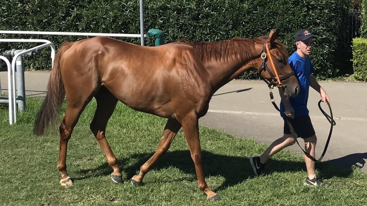Australian Derby Deadline Looms