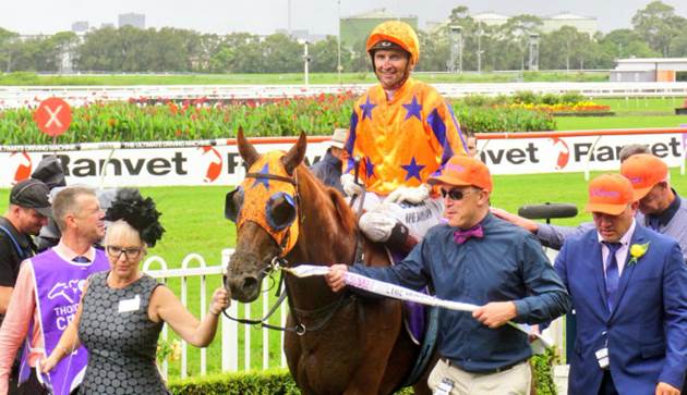Life after racing for Gingernuts at Te Akau Stud