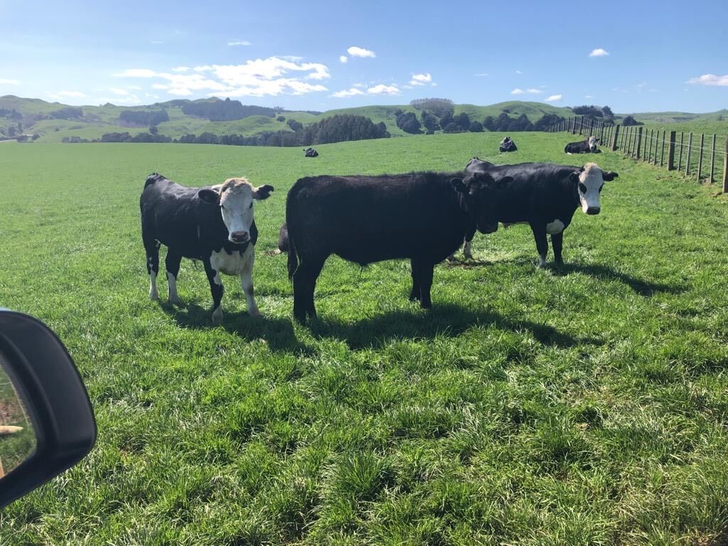 Te Akau Monday Update