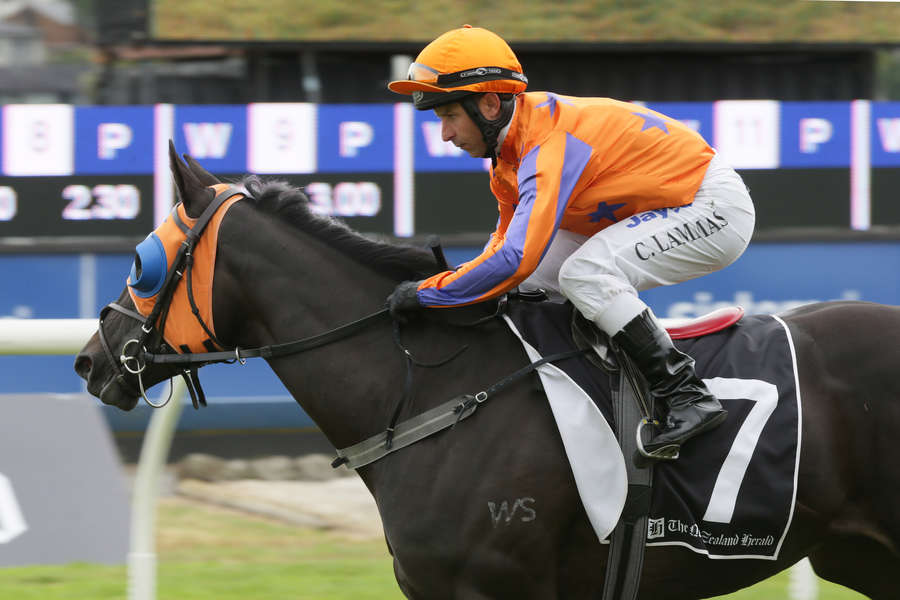 Gold Fever on Trial for Breeders