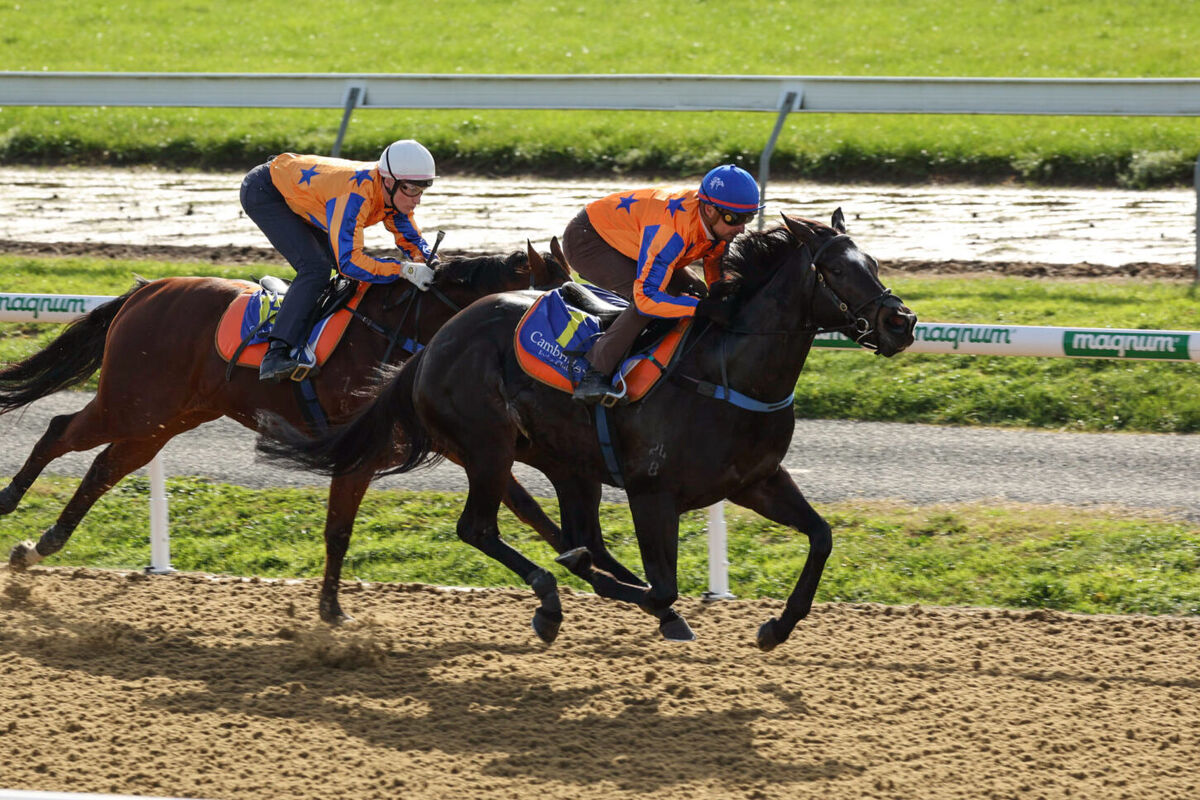 Te Akau Cambridge Trials' Report