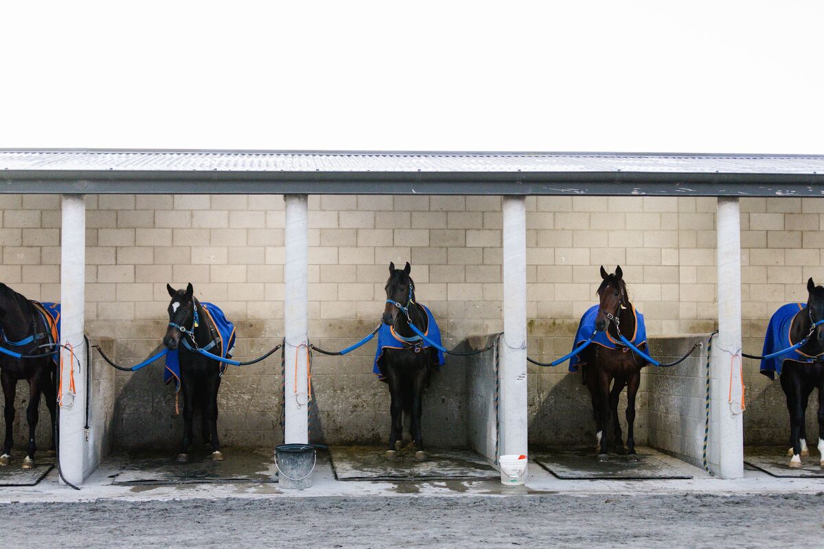 Te Akau Tuesday Trackwork