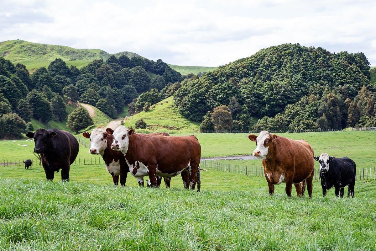 Te Akau Tuesday Update