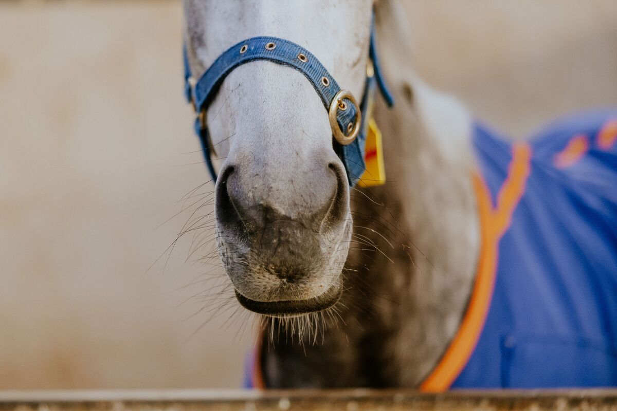 Te Akau Trans Tasman Trackwork Highlights