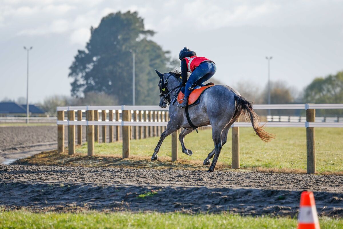 Te Akau Trans Tasman Weekend Trackwork