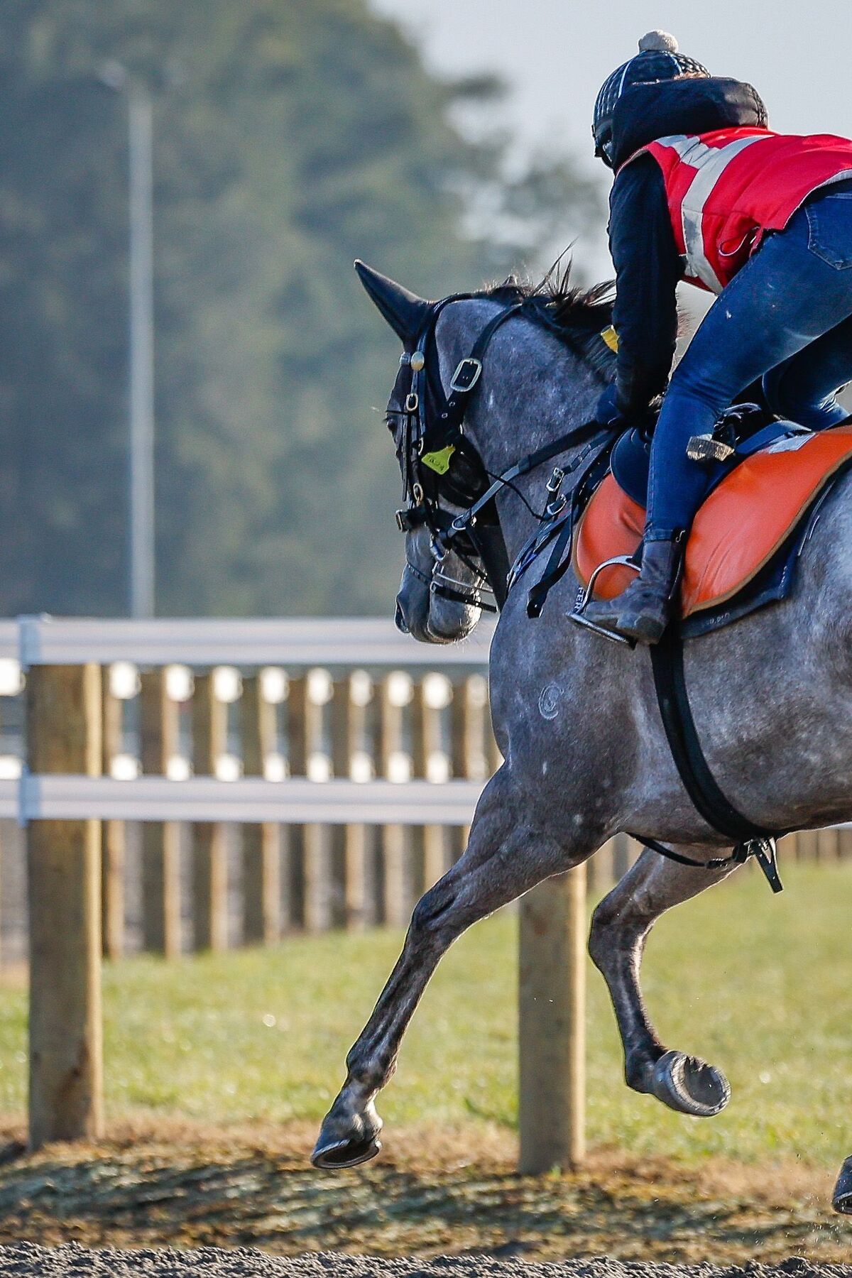 Te Akau Trans Tasman Weekend Trackwork