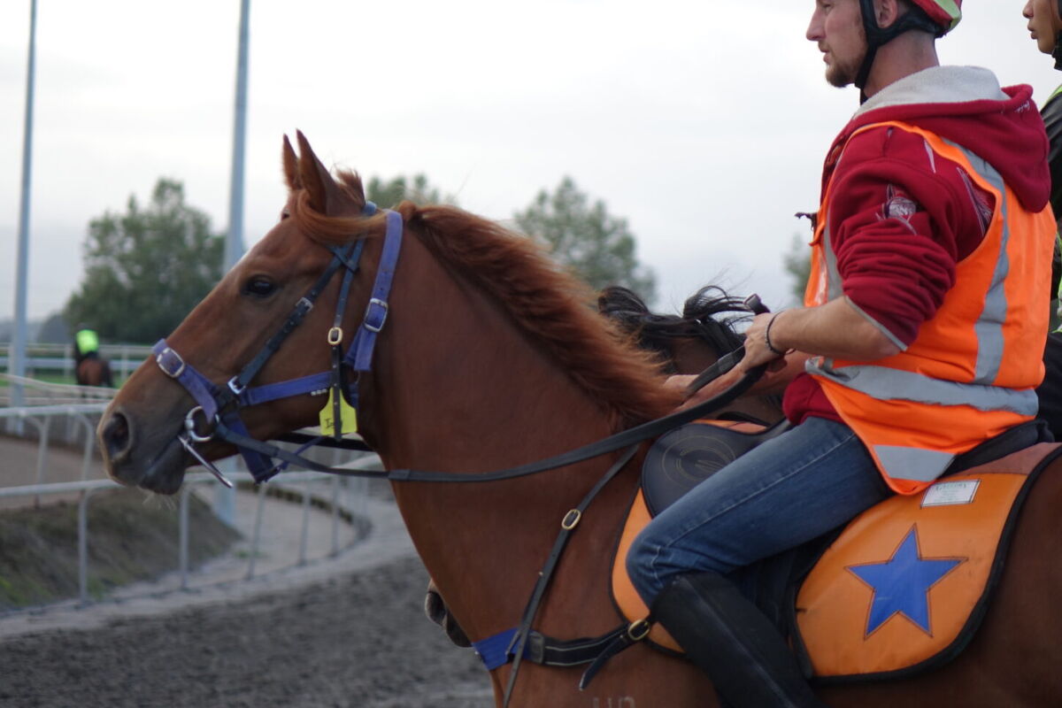 Te Akau Weekend Trackwork