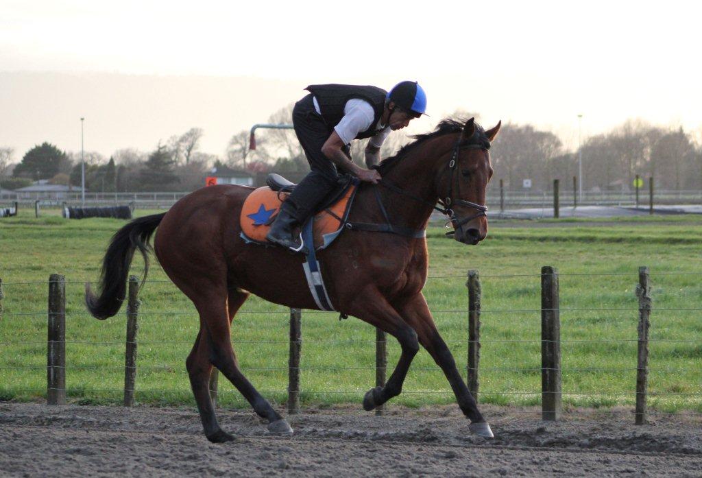 Te Akau Wednesday Trackwork