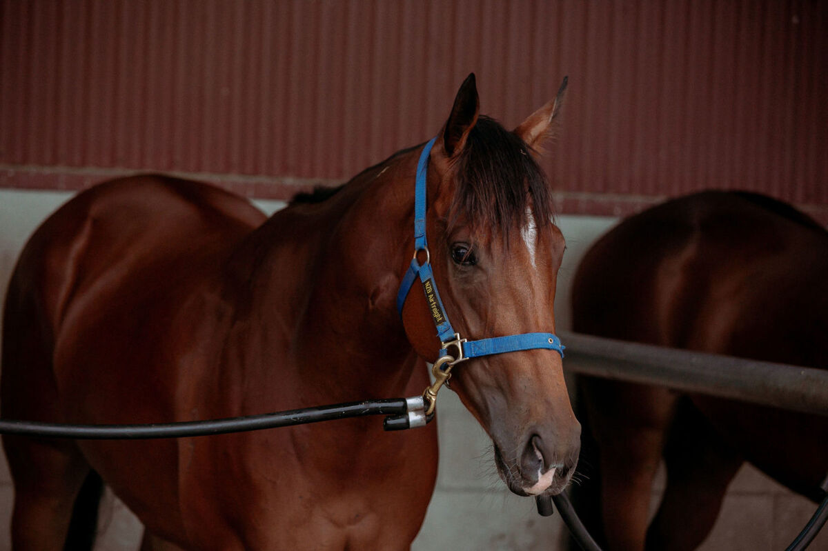 Te Akau Tuesday Trackwork