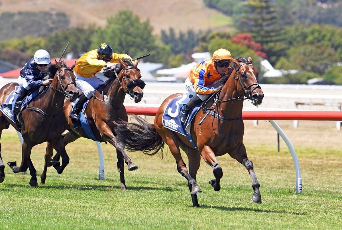 Exciting Te Akau Summer Prospects Beckon