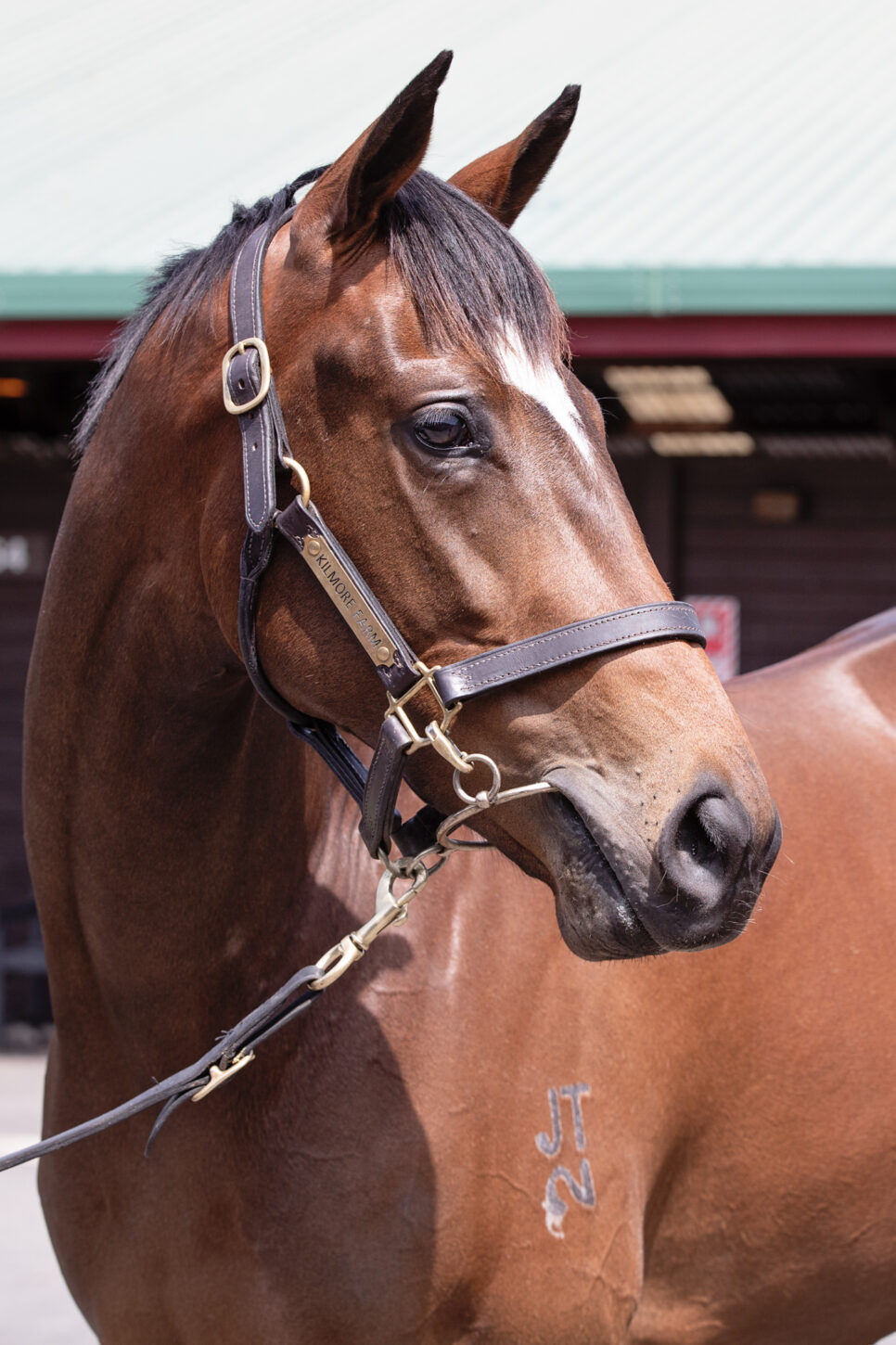 Spotlight On Our Karaka Girls