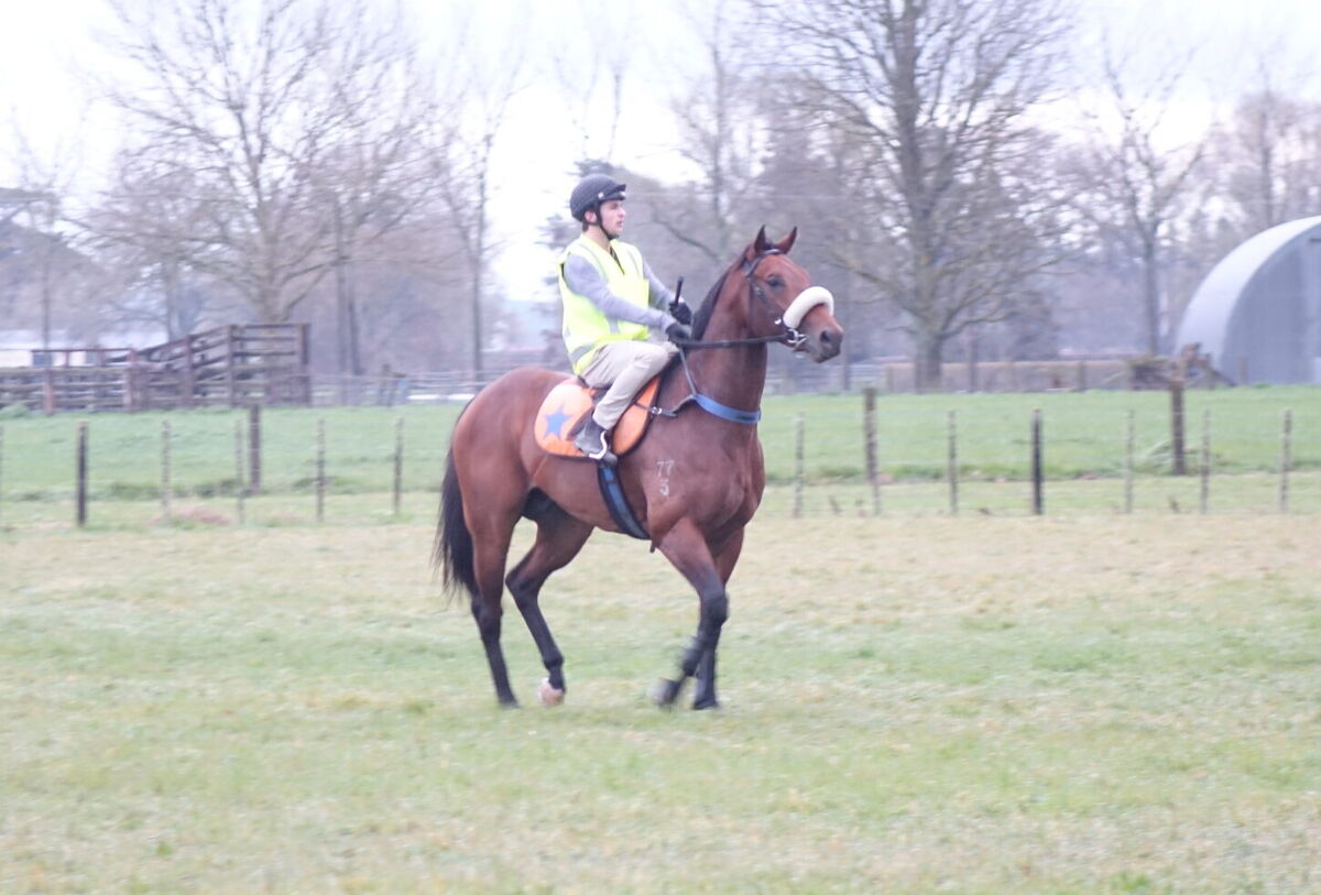 Te Akau Weekend Trackwork