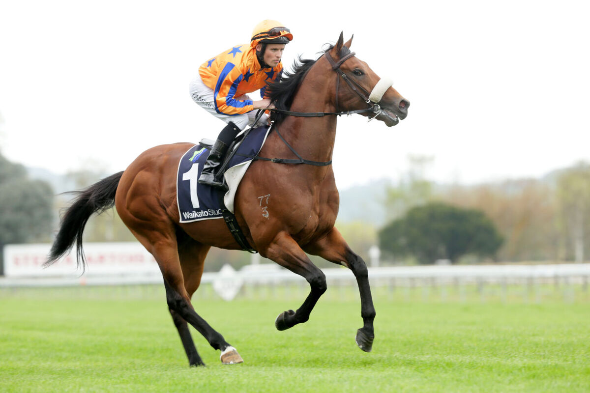 Blinkers For G1 Bound Colt