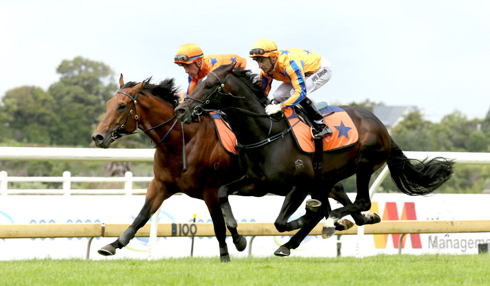 Te Akau's Group 1 Colts on Display