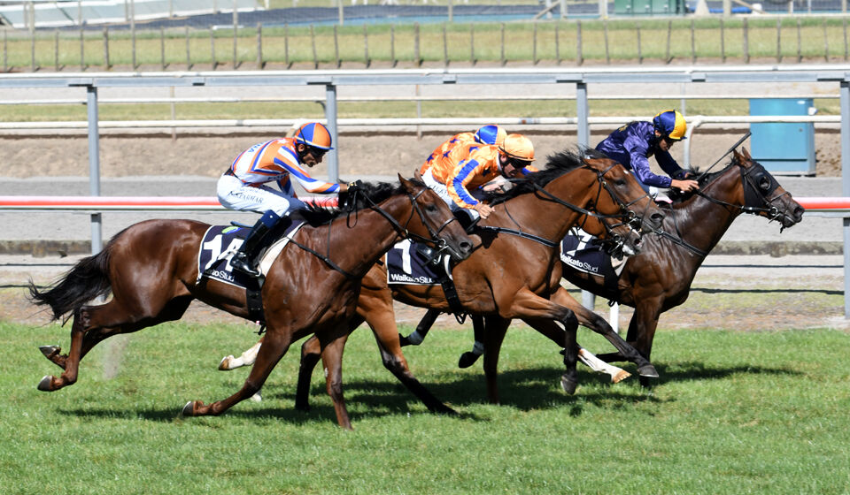 Highborn Home - Te Akau 1st Four Season - Win 60