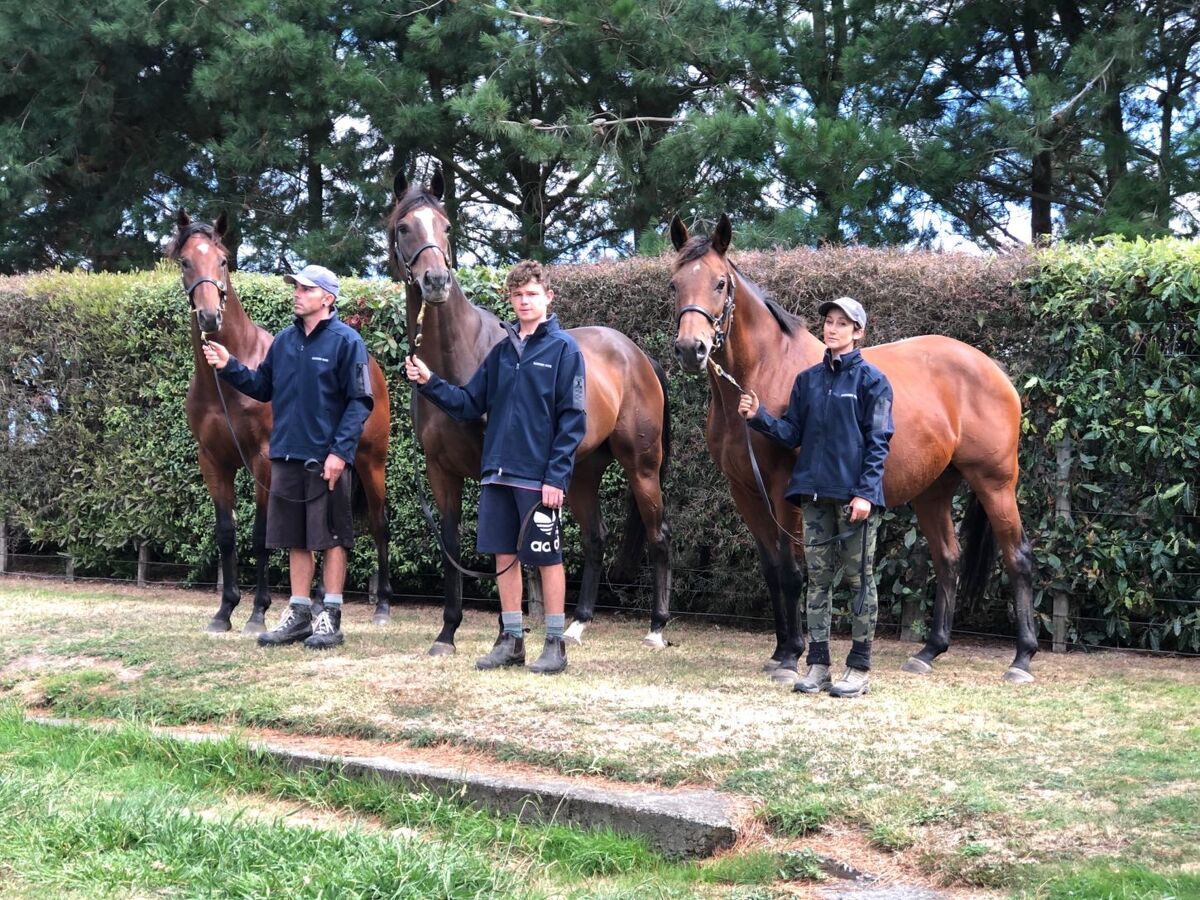 Exciting Arrival at Te Akau Stud