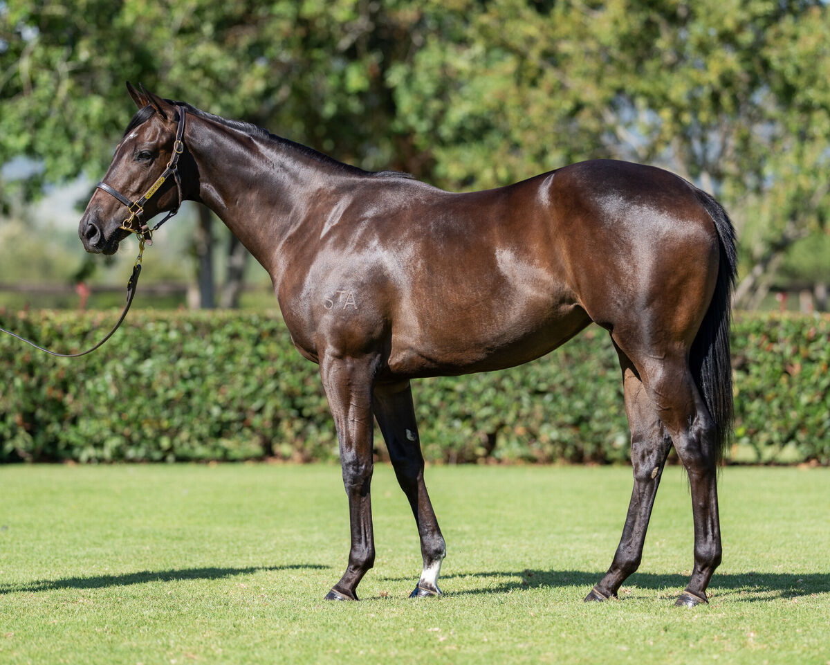 Te Akau Trans-Tasman Gr.1 Saturday Preview