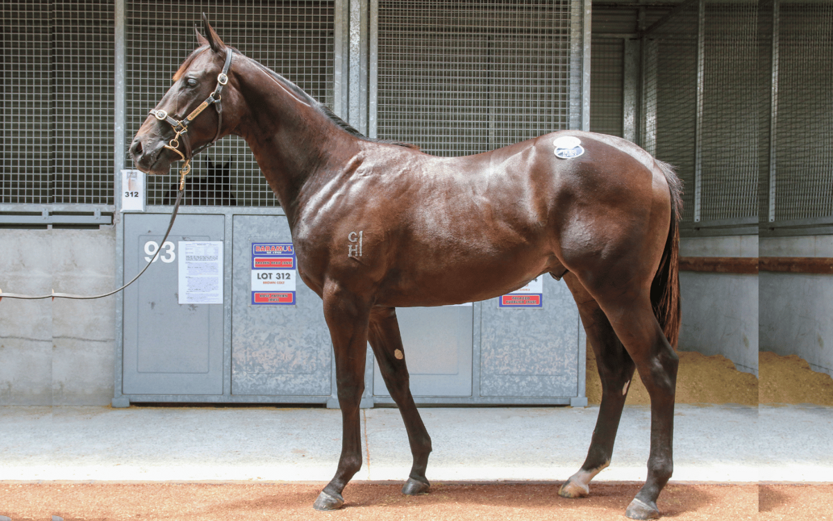 Hot Debutante at Waikato