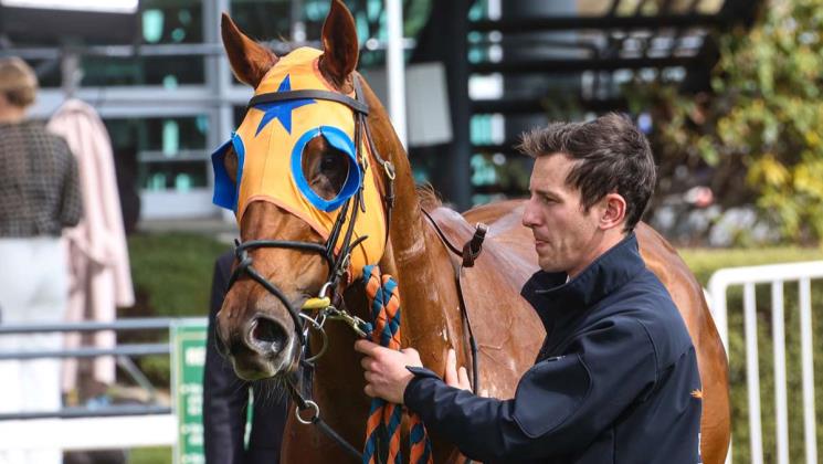Te Akau’s Guineas Contenders in Spotlight