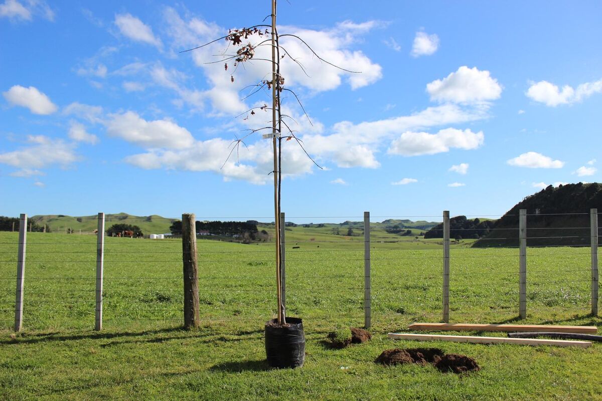 Te Akau Tuesday Update