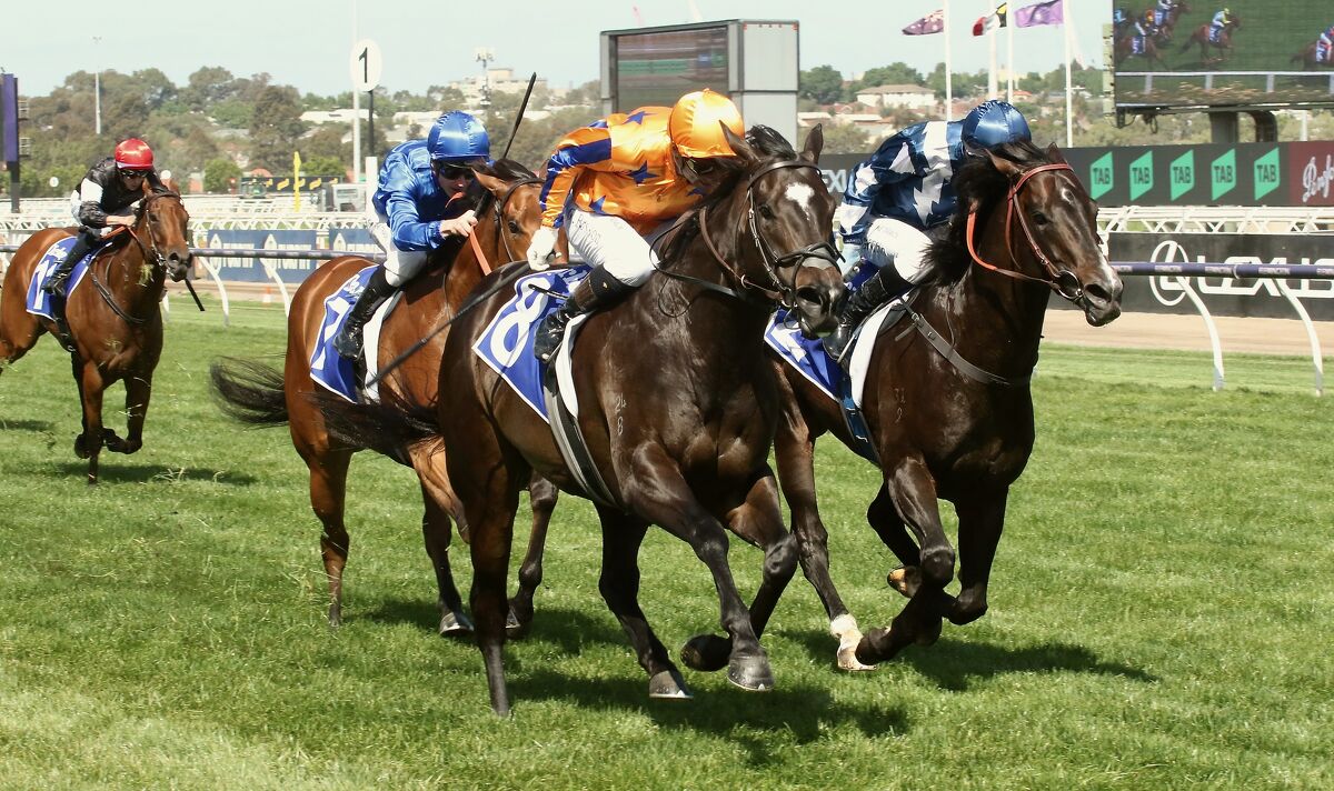 A Te Akau Flemington Focus