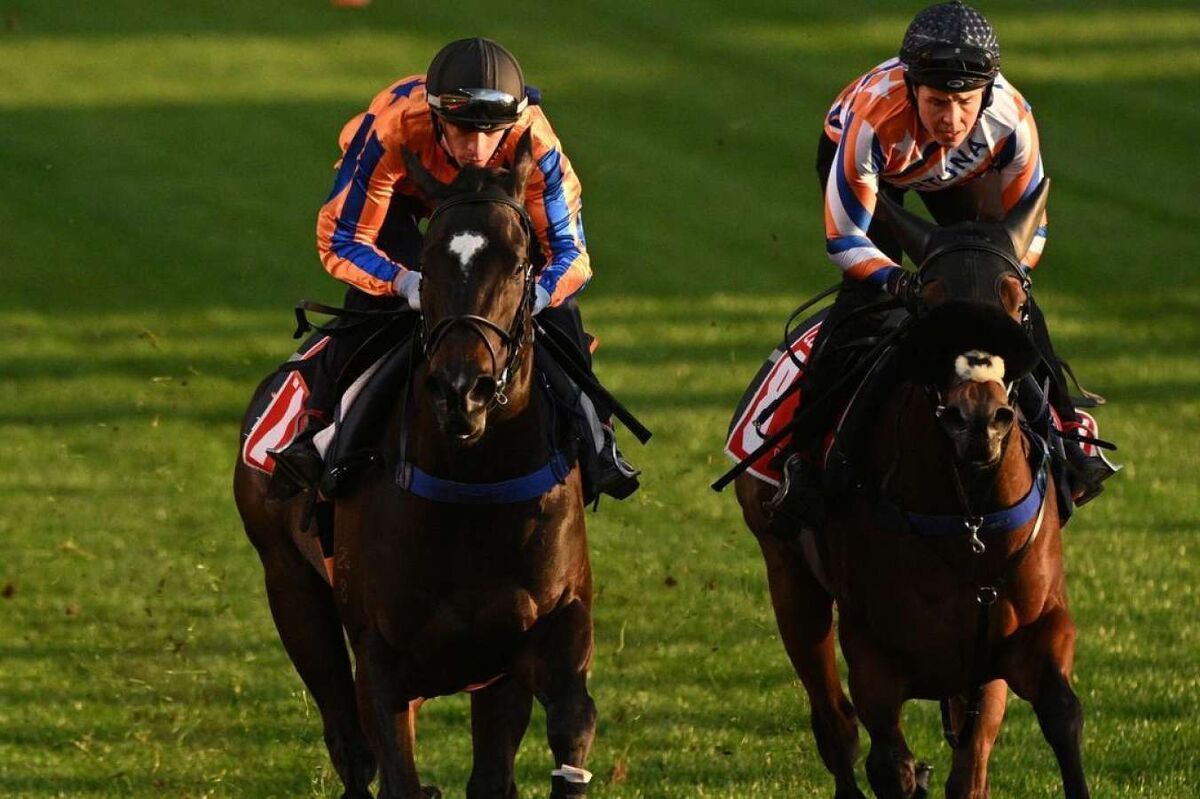Kiwi Star to Face Six Rivals