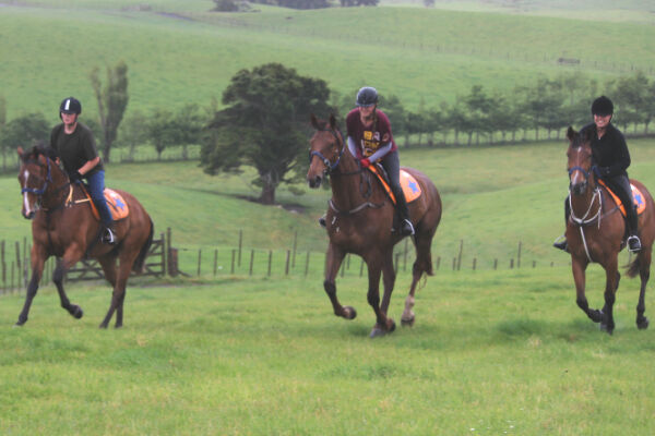 Te Akau Thursday Update