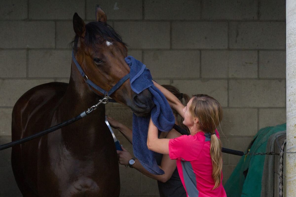 Te Akau Thursday Trackwork