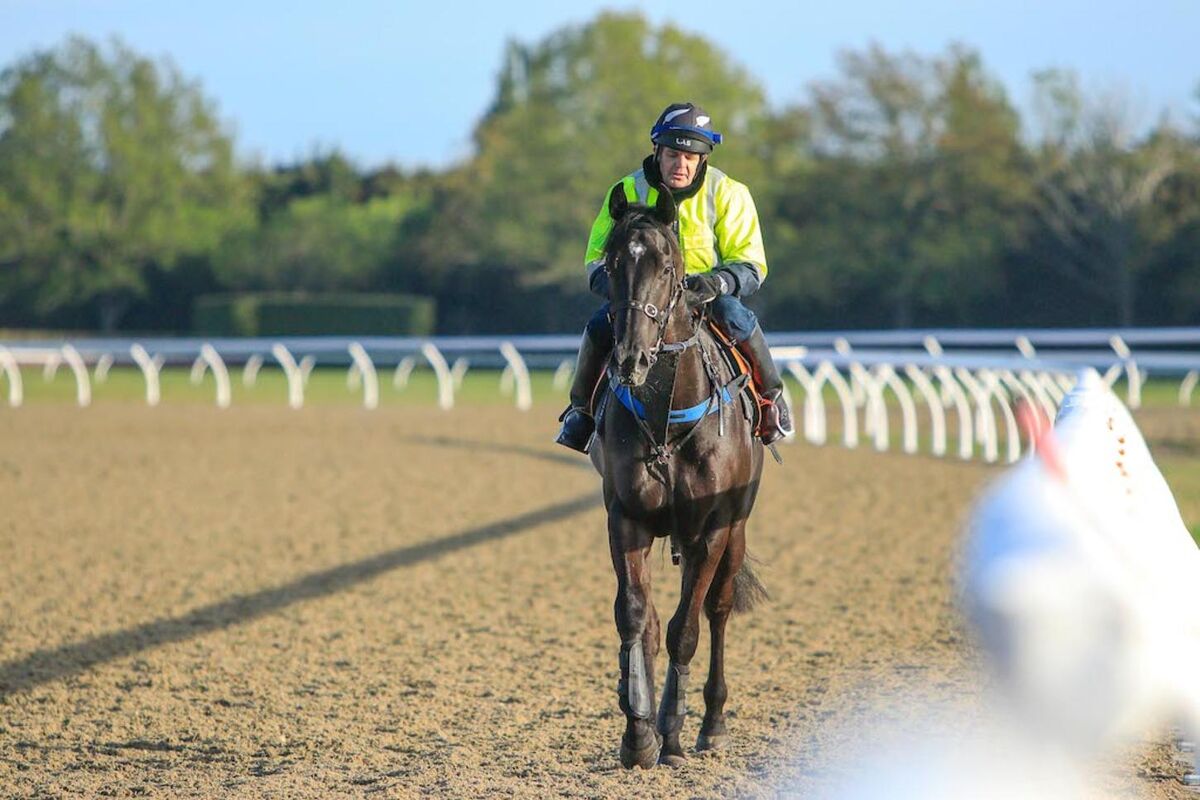 Te Akau Tuesday Trackwork