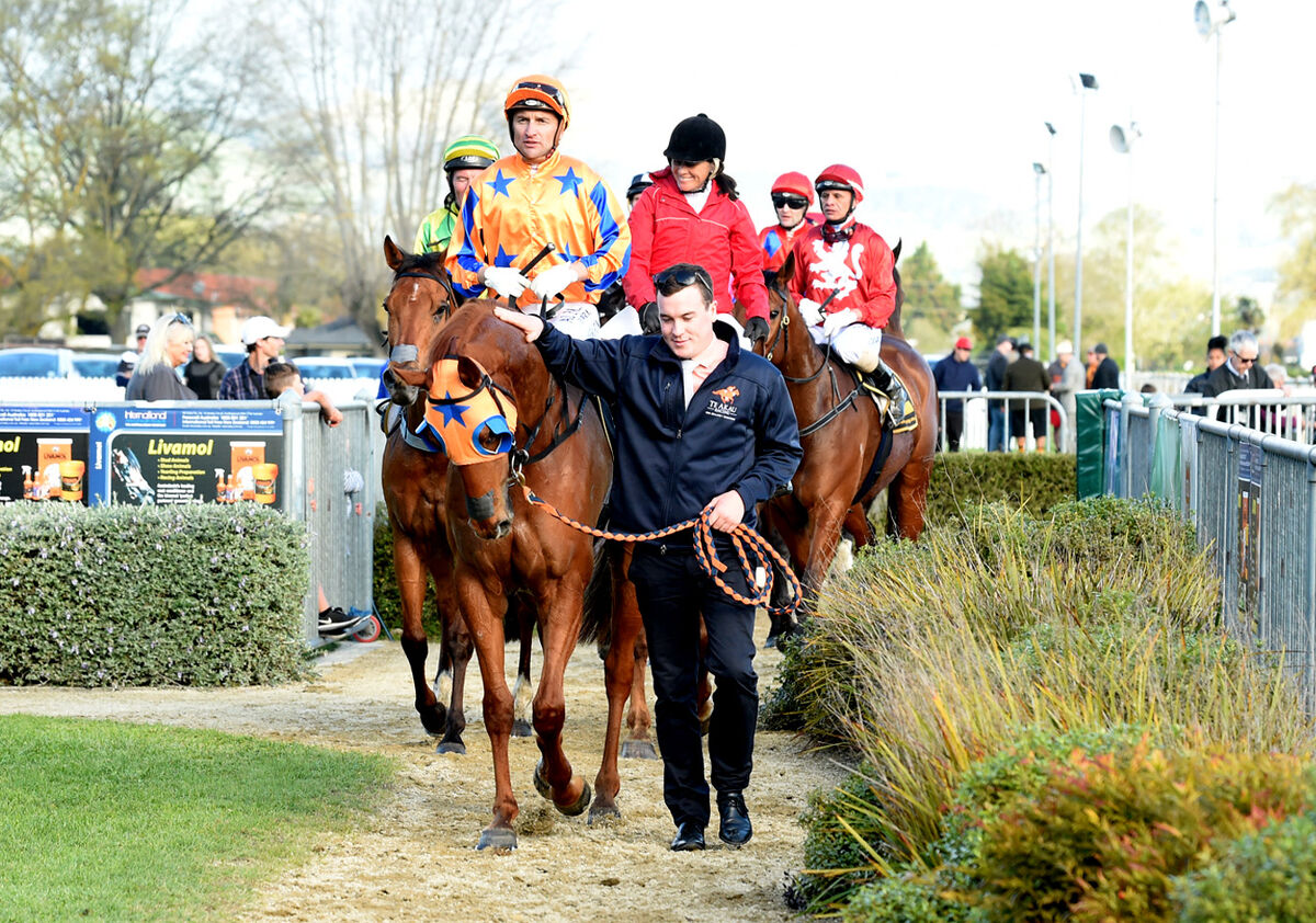 Gingernuts Supreme in Windsor Park Thriller