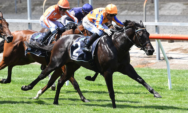 Te Akau Rotorua Sunday Preview