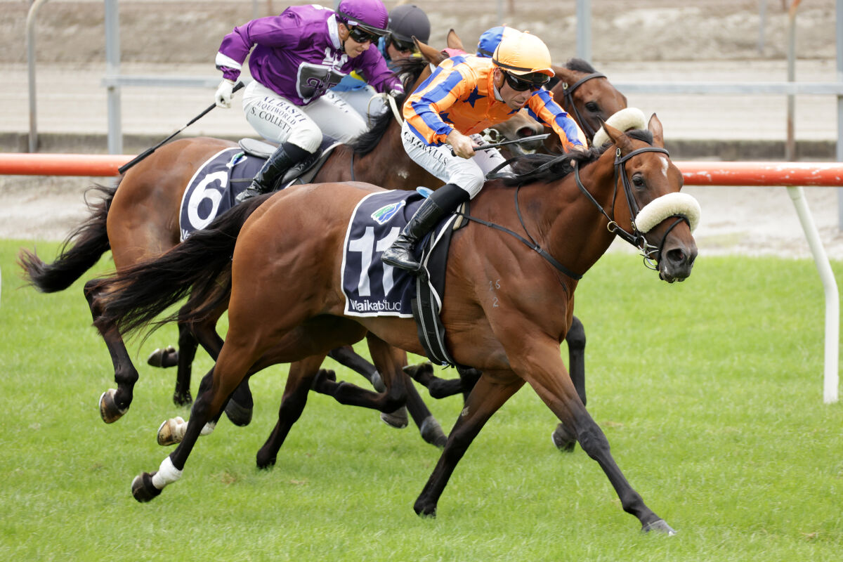 Matamata Double - Royalty Reigns