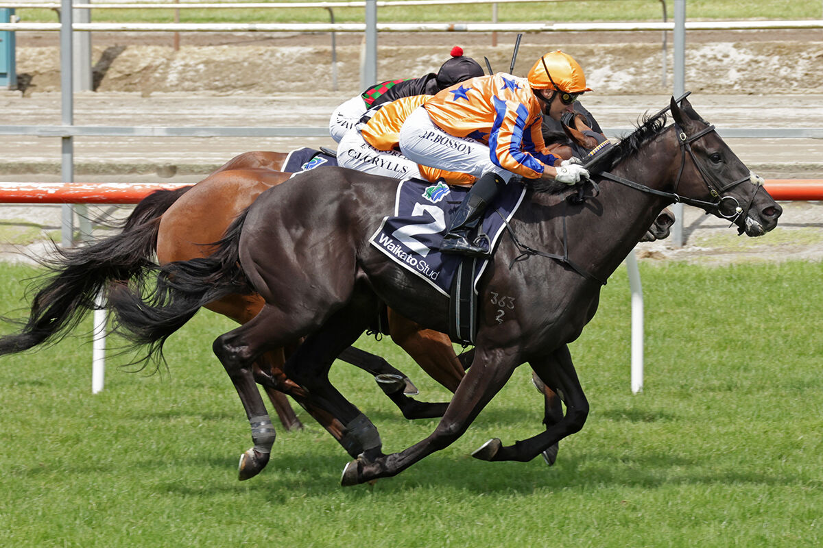 Matamata Double - Desisting Daring