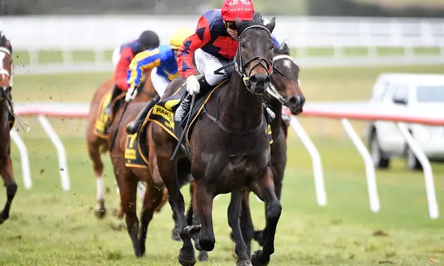Te Akau Seymour Thursday Preview