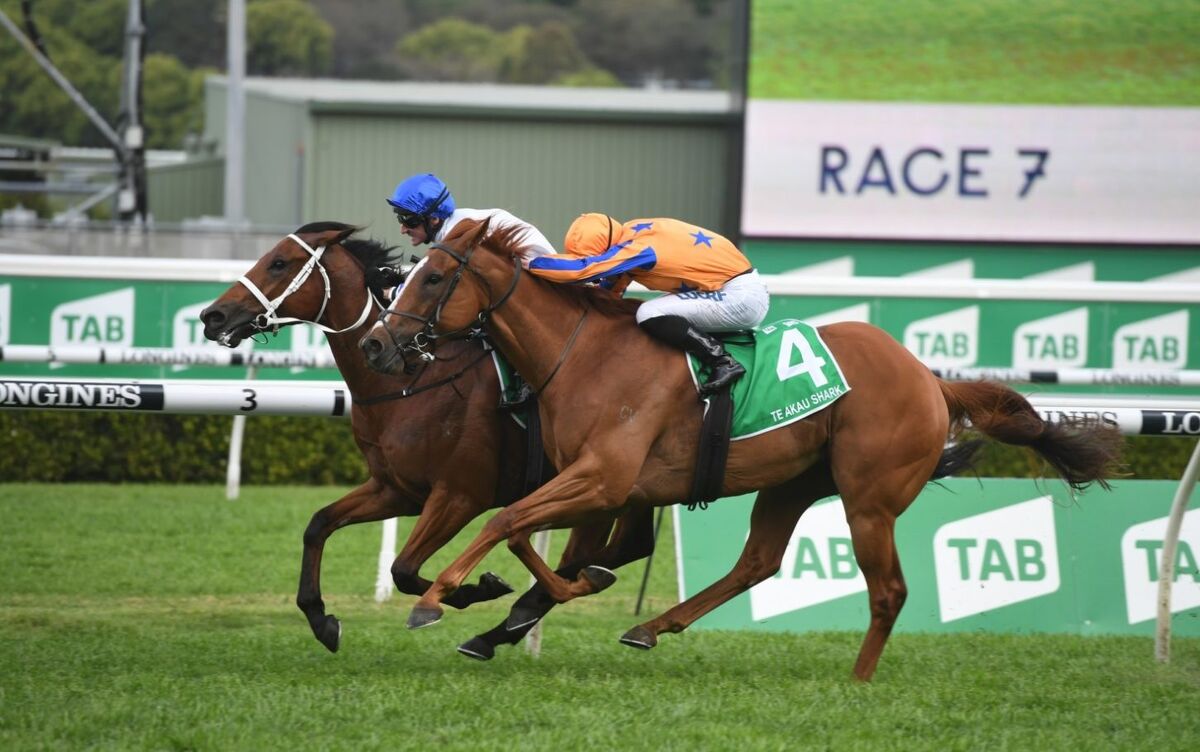 Te Akau Shark Confirmed for Cox Plate