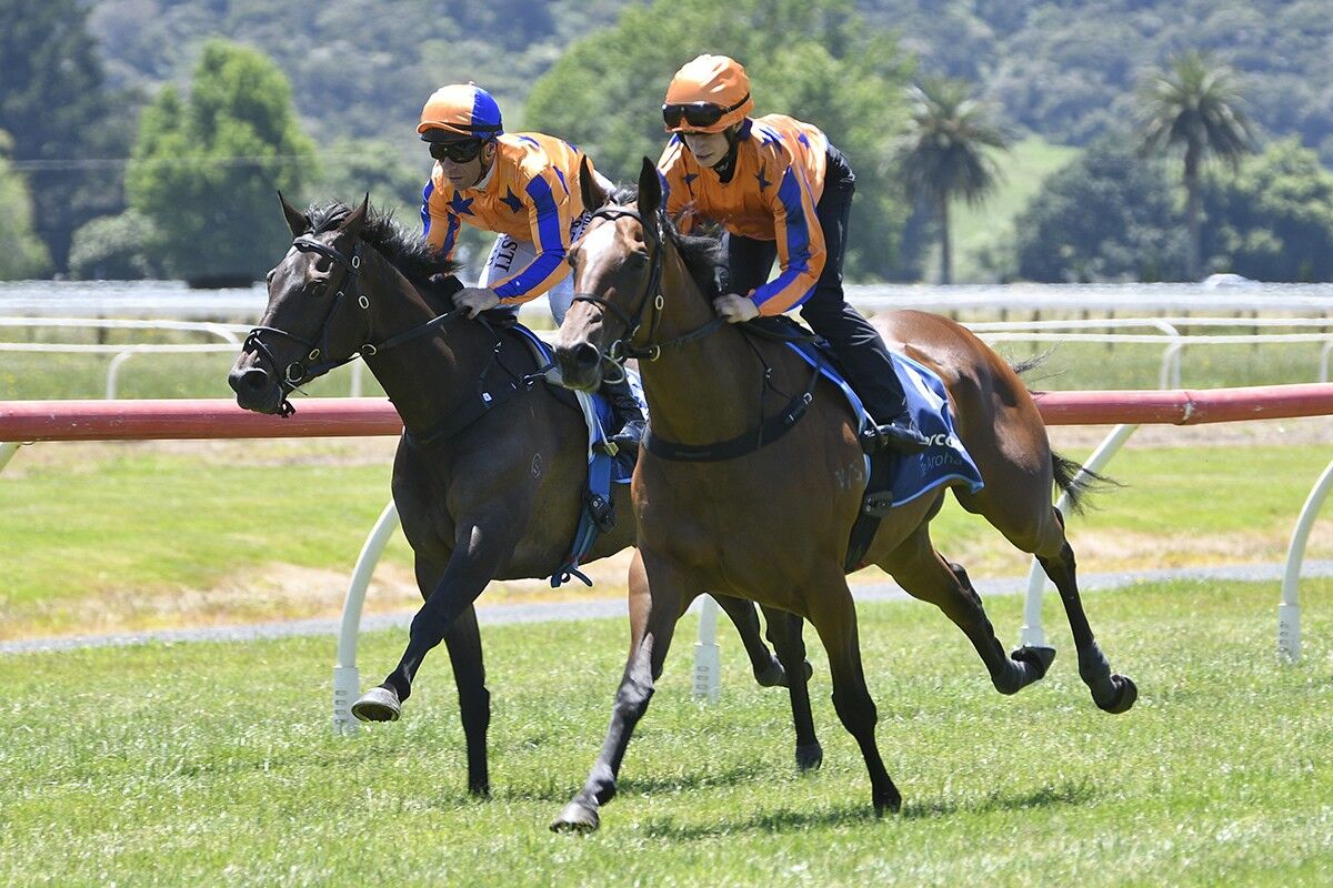 Te Akau Fillies on Exhibition